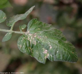 Numerous necrotic lesions, of varying size, cover this leaflet.  <b> <i> Frankliniella occidentalis </i> (thrips) </b>