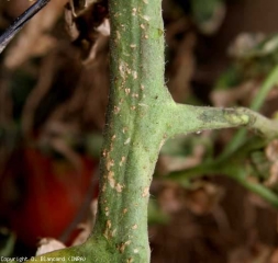 Tiny beige canker lesions are visible on this stem.  <b> <i> Clavibacter michiganensis </i> subsp.  <i>michiganensis</i> </b> (bacterial canker)
