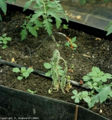 The bacteriosis is now well established on this seedling which has completely withered and will soon dry out.  <b> <i> Ralstonia solanacearum </i> </b> (bacterial wilt)