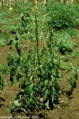 This adult plant, like seedlings affected by <b> <i> Ralstonia solanacearum </i> </b>, eventually wilted completely (bacterial wilt).