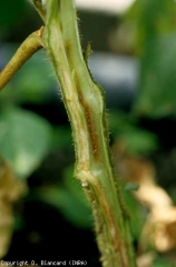 A longitudinal cut in the lower part of the stem shows that we are indeed in the presence of a vascular disease.  The vessels are yellowish and begin to brown in places.  <b> <i> Ralstonia solanacearum </i> </b> (bacterial wilt)