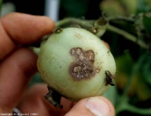 More classic lesions from an attack of <b> <i> Thanatephorus cucumeris </i> </b> (<b> <i> Rhizoctonia solani </i> </b>) are observed on this green fruit.  Rather limited, brown to beige, they have a few concentric patterns.  A few small canker sores are also noted.