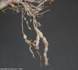 When the level of population of the soil is important, one can see forming real chains of swellings and galls distributed along the roots.  <b> <i> Meloidogyne </i> spp. </b> (root-knot nematodes)