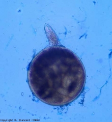 On this female extirpated from a gall, we can clearly see her stylet.  <b> <i> Meloidogyne </i> spp. </b> (root-knot nematodes)