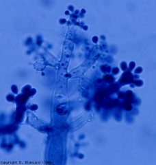 <i> <b> Botrytis cinerea </b> </i> gives off strong and long conidiophores, irregularly branched, gradually melanating at the base.  Conidia form on conidiophores at the end of sterigmas.  They are single-celled, ovoid to elliptical and hyaline to slightly pigmented (6-18 x 4-11 µm).  <b> Gray mold </b>