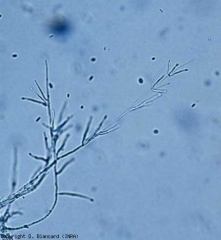 The conidiophores of <b> <i> Verticillium dahliae </i> </b> are branched in whorls;  they produce ellipsoid, hyaline conidia, grouped together in droplets at their terminal or lateral ends (<i> Verticillium </i> wilt).