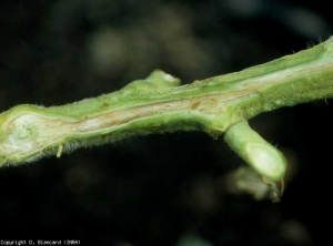 More localized vascular browning is also observed in the upper part of the stem.  <b> <i> Ralstonia solanacearum </i> </b> (bacterial wilt)