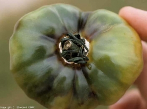 This green fruit is almost completely rotten.  It has taken on a dark, oily tint and brown veins are visible in places.  The tissue surrounding the peduncle is brown and a pink mold emerges from under the sepals.  <b> <i> Trichothetium roseum </i> </b>