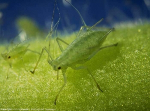 The <b> green potato aphid </b>, <i> Macrosiphum euphorbiae </i>, is found on various vegetable (eggplant, potato, lettuce, tomato, etc.) and ornamental (rose , chrysanthemum ...).  Adults are quite large (measuring up to 4mm) and pink or green in color depending on the biotype.