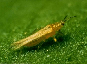 Adults of <i> <b> Frankliniella occidentalis </b> </i> (thrips) are 0.8 to 1 mm long.  Brown spots, beige ... more or less extensive, often necrotic at the end of the course.