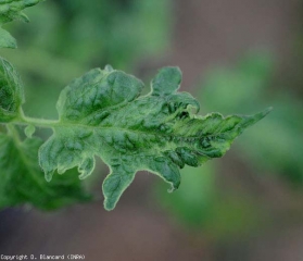 This ToMV-affected leaflet shows a strongly distorted and bloated blade.  <b> Tomato mosaic virus </b>