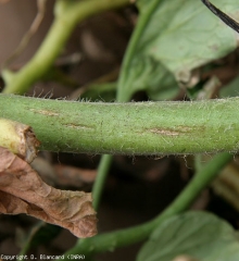 Several longitudinal bursts caused by <b> <i> Clavibacter michiganensis </i> subsp.  <i>michigansensis</i> </b> are visible on this tomato stem.  (bacterial canker)