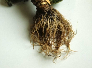 The entire root system of this lettuce is dark brown in color.  <b> <i> Pythium </i> sp. </b> ("damping-off")