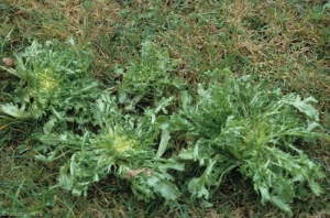 These 4 curly chicories, more or less attacked by <i> <b> Thielaviopsis basicola </b> </i> (<i> Chalara elegans </i>, "black root rot"), show very different sizes, this despite a plantation carried out on the same date.