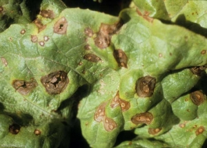 Several translucent to brown spots are visible on this lettuce leaf.  A number of them are starting to split.  Ultimately, they will give way to perforations.  <b> <i> Mycocentrospora acerina </i> </b> ("<i> mycocentrospora </i> leaf spot")