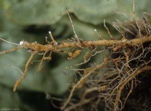 Some roots and rootlets are excessively swollen forming very characteristic galls.  <b> <i> Meloidogyne </i> sp. </b> ("root-knot nematodes")