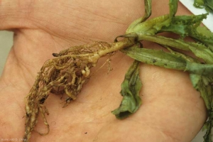 The root system of this chicory seedling is strewn with galls and often isolated swellings;  their coloring varies from dirty white to brown.  <b> <i> Meloidogyne </i> sp. </b> ("root-knot nematodes")