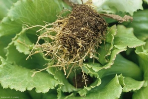 The same symptoms are found on adult plants;  galls form mainly on the portions of roots present outside the root ball.  <b> <i> Meloidogyne </i> sp. </b> ("root-knot nematodes")