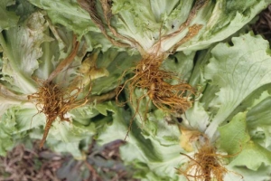 Roots infected with endomigratory parasitic nematodes become covered with numerous lesions, initially moist, yellowish to reddish brown.  Ultimately, the entire root system is affected, as is the case with these three salads.  <b> <i> Pratylenchus penetrans </i> </b> ("lesion nematodes")