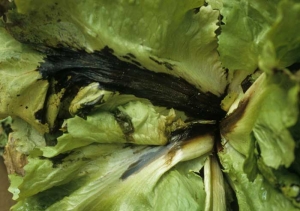 A moist black-brown lesion extends over the midrib and a few secondary veins of this escarole leaf.  <b> <i> Pseudomonas cichorii </i> </b> ("bacterial leaf spot")