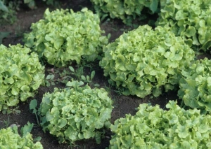 Some salads show a reduced size.  <i> <b> Sphingomonas suberifaciens </i> </b> ("corky root")