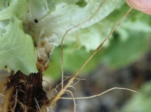 This root shows yellowish lesions gradually turning brown.  <b> <i> Sphingomonas suberifaciens </i> </b> ("corky root")