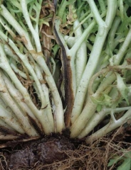 On this type of salad, it is first the fragile and not very extended blade that is altered, the main vein apparently remaining intact.  The diseased tissue initially takes on a beige tint.  <b> <i> Thanatephorus cucumeris </i> </b> (<i> Rhizoctonia solani </i>, "damping-off", "bottom rot")