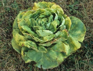 Root burns are the cause of the reduced growth of this lettuce.  The blades of several leaves gradually turn yellow at the periphery and eventually turn brown and necrose.  <b> Ammonia toxicity </b>
