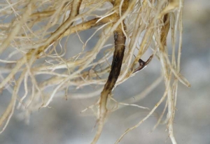 The root system of this lettuce has numerous brown lesions which sometimes encircle certain roots over a considerable length.  <i> <b> Sphingomonas suberifaciens </i> </b> ("corky root")