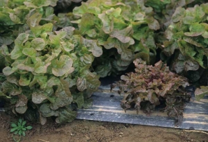 The growth of this lettuce was disrupted quite early on.  She is affected by a <b> genetic abnormality </b> responsible for the curling and deformation of the leaves.