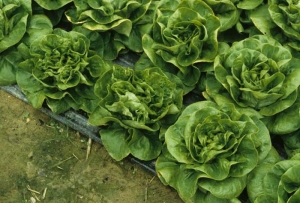The <i> <b> Mirafiori lettuce big-vein virus </b> </i> (MLBVV, lettuce large vein virus), which causes deformation of the leaves of the heart, significantly changes the appearance and the wearing of affected lettuce.