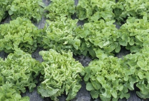 The effects of <b> <i> Mirafiori lettuce big-vein virus </i> </b>
 (MLBVV, lettuce fat vein virus) on "oak leaf" lettuce are quite amazing.  On virus-infected plants, many leaves are narrower and their blade curls at the edge.  They give the plants a particular habit which contrasts with that of neighboring healthy plants.