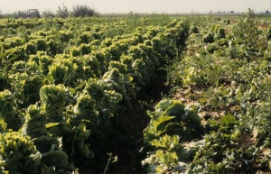 The high temperatures recorded during the summer are the cause of the early initiation of the run of these lettuces.
 <b> Bolting </b>