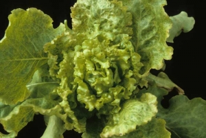 Many leaves in the heart of this lettuce are heavily blistered, embossed ... <b> Lettuce mosaic virus </b> (<i> Lettuce mosaic virus </i>, LMV)