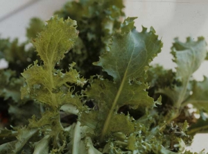 In some cases, the blade may be more indented.  This is the case of the curly chicory leaf on the left side;  it contrasts with the healthy leaf on the right.  <b> Lettuce mosaic virus </b> (<i> Lettuce mosaic virus </i>, LMV)