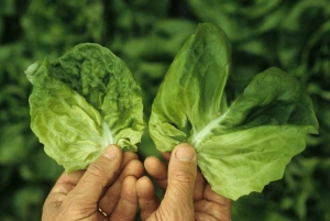 The wider appearance and thickening of the veins induced by <b> <i> Mirafiori lettuce big-vein virus </i> </b>
 (MLBVV, lettuce fat vein virus) are partly responsible for the strongly blistered appearance of the lettuce leaf located on the left.