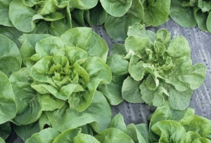The lettuce on the right is slightly reduced in size compared to the adjacent healthy plant.  Its leaves are smaller, misshapen and slightly crumpled.  <b> Genetic anomaly </b>