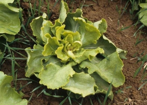 The leaves in the heart of this lettuce are smaller than normal and chlorotic.  <b> Phytotoxicity </b>