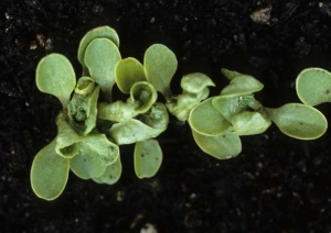 Leaf deformations are sometimes very marked.  The cotyledons, but especially the young leaves of these few seedlings present thicker tissues;  the blade is strongly coiled and tormented.  <b> Phytotoxicity </b>