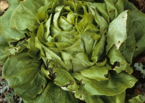 Several leaves of this lettuce have their edges abnormally cut, this after the tissues have taken a brown to black color and have liquefied.  <b> Bacteriosis </b>