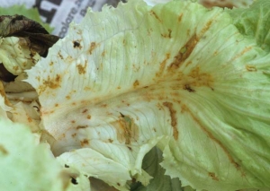 The blade of this leaf is gnawed more or less deeply in several places.  Fabrics exposed to air oxidize and take on an orange tint.  There are also some irregular holes.  <b> Slug damage </b>