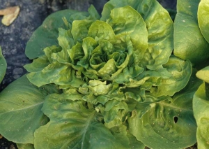Many of the leaves of this lettuce have been gnawed by a <b> rabbit </b>.