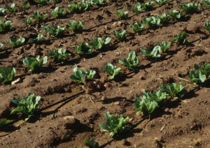 A hen walks through a patch of salad.  <b> Hen damage </b>