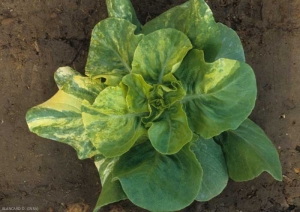 Sectoral yellowing and whitening of the blade of several leaves on lettuce.  <b> Genetic anomaly </b>