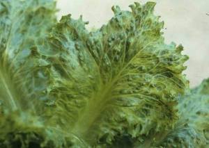 Careful observation of the limbus allows us to observe the presence of nerve enlightenments and darker colored blisters.  <b> Lettuce mosaic virus </b> (<i> Lettuce mosaic virus </i>, LMV)