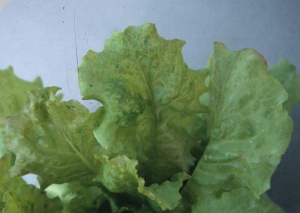 In addition to nerve clarifications, the limbus, slightly mottled and chlorotic, shows locally a localized "vein banding".  <b> Lettuce mosaic virus </b> (<i> Lettuce mosaic virus </i>, LMV)