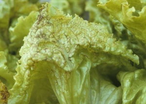 Following climatic contrasts or attacks from certain strains, necrotic changes are visible on the leaves.  They can be tiny, localized for example at the ribs or arranged in wide areas.  <b> Lettuce mosaic virus </b> (<i> Lettuce mosaic virus </i>, LMV)
