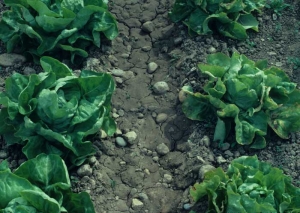 The lettuce, located on the right of the photo, is infected with <b> Cucumber mosaic virus </b> (<i> Cucumber mosaic virus </i>, CMV).  The plants are less developed and show a more spread out habit compared to the healthy control plants on the left.