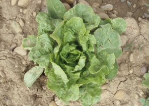 This lettuce affected by <b> dandelion yellow mosaic virus </b> (<i> Dandelion yellow mosaic virus </i>, DaYMV) shows poor growth;  its habit is abnormal due to the numerous slightly deformed leaves.