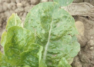 The affected leaves show various alterations: chlorotic spots, necrotic alterations, fine necrosis, sometimes giving the blade a slightly "tanned" appearance.  <b> Dandelion yellow mosaic virus </b> (<i> Dandelion yellow mosaic virus </i>, DaYMV)